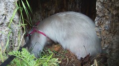 Pua digs in a hallow tree