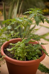My Tomato & Basil Plant