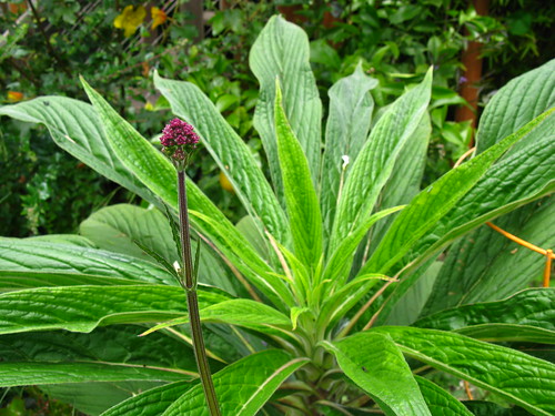 Verbena bonariensis, Echium pininana