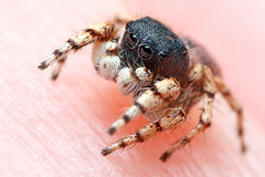 January Jumping Spider