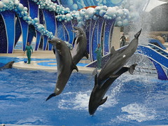 Blue Horizons - Whale & Dolphin Theater