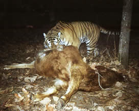 Siberian-Tiger-Eating