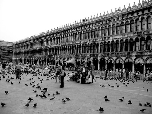 Piazza di San Marco Pigeons