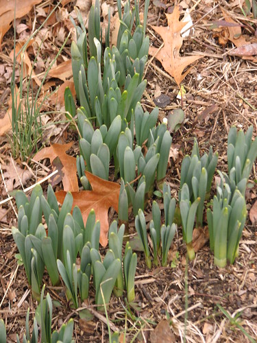 daffodil shoots