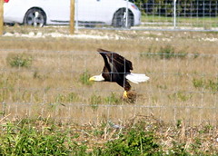 Eagle Collectiing grass