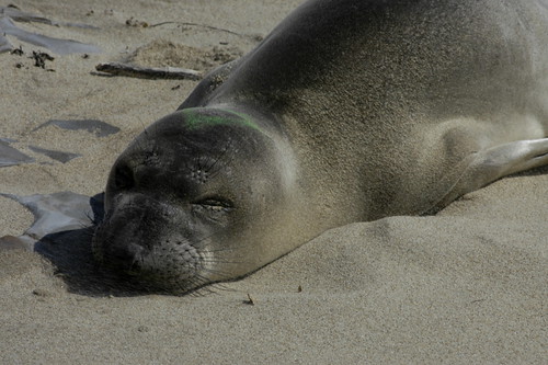 Little Seal - Elephant Seal?