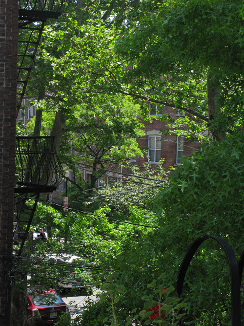 a peek at a street and buildings through leafy trees