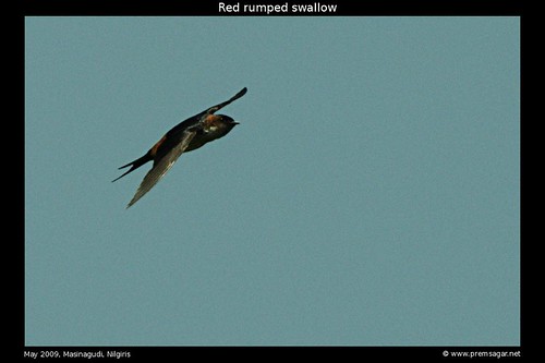 Red rumped swallow