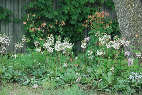 Dodecathon meadia and Aquilegia canadensis