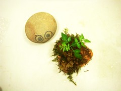 Iyo bonsai pot5-2