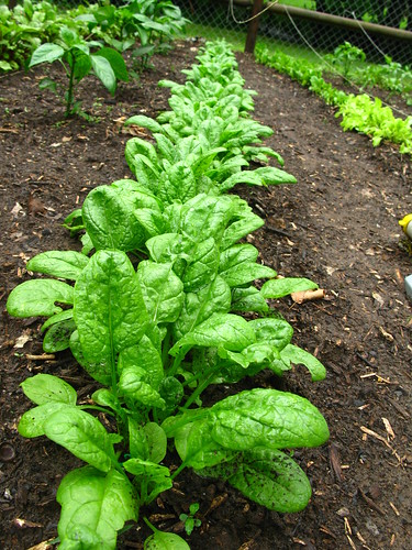 Home Grown Spinach