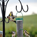 Fighting Goldfinches