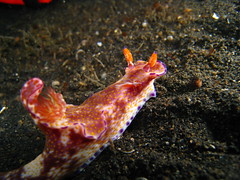 Emperor Shrimp on Nudibranch
