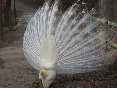 Albino peacock from behind