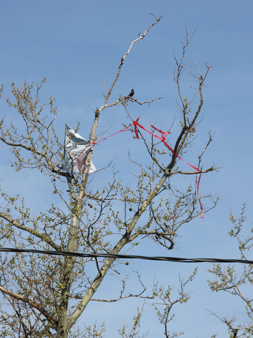a bird and a kite in a tree