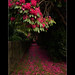 A Path Paved In Pink by Samantha Nicol Art Photography