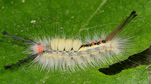 Tussock Moth Caterpillars HELP!!!!!!!!! — Florida Sportsman
