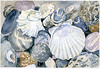 Shells and Stones