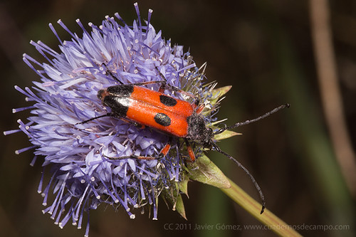 Nustera distigma, un escarabajo de la familia Cerambicidae