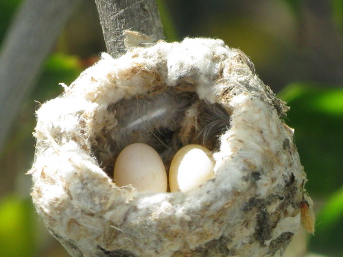 Hummer eggs by orchid dude.