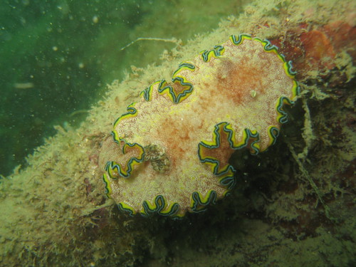 This beautiful nudibranch is a real treat for divers in local waters. Its beauty is just breath-taking. 5 years ago I went all the way to Sulawesi to find this critter. Whod have thought Id be able to say I can see it at home too. What pride!