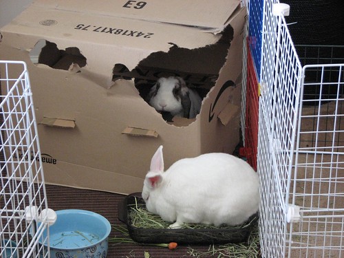 betsy looks out of the box while gus eats hay