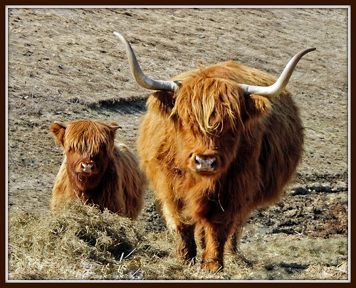 Highland Bull and Calf