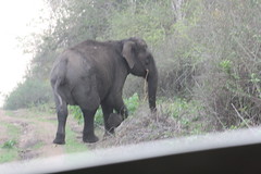 Kabini Elephant on the road