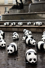 Pandas on fountain