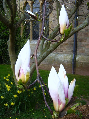 magnolia tree buds. The magnolia tree at Belmont Abbey, Herefordshire is just about to blossom. I love it at this stage when all the uds look like blush-coloured flames
