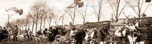 duivenmelkers in 1928