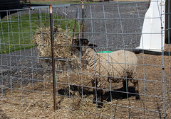 Lamb eating hay