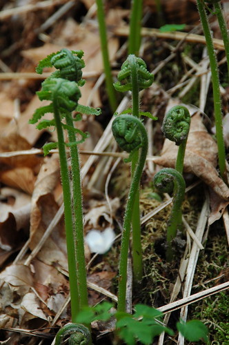 Uncurling ferns