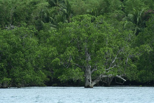 Inampulugan mangroves