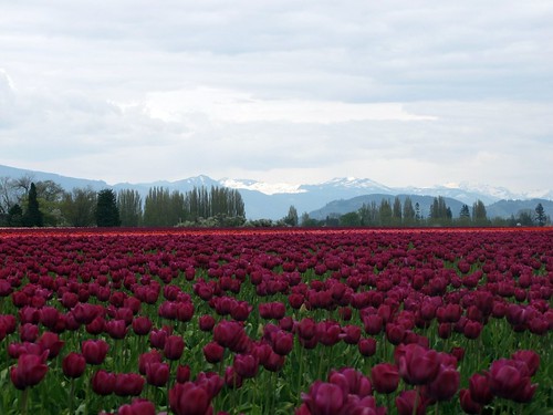 Tulips to mountains