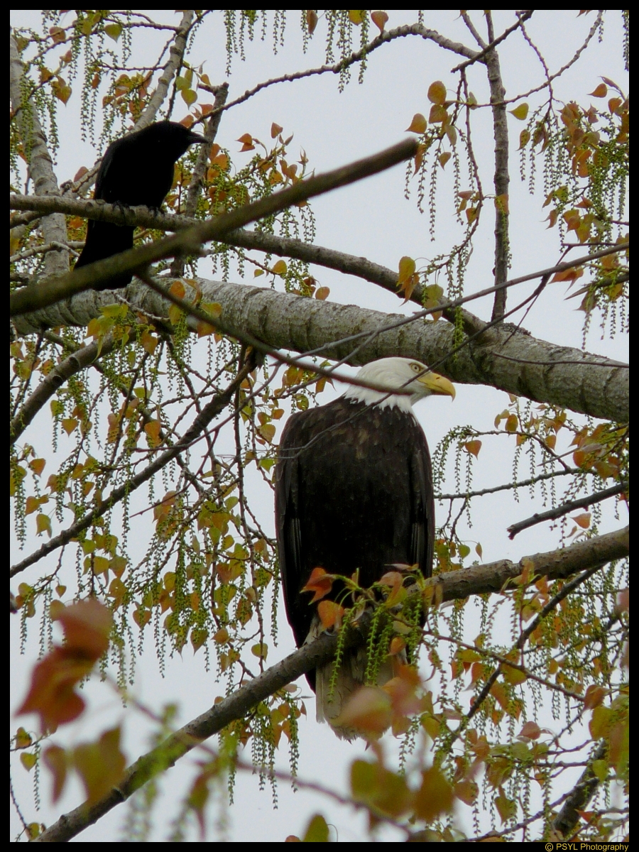 Bald Eagle (Haliaeetus leucocephalus) and annoying crow