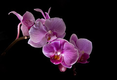 213. Pink Orchid