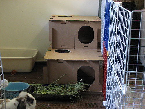 new bunny fort