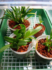 Masdevallia mini-greenhouse