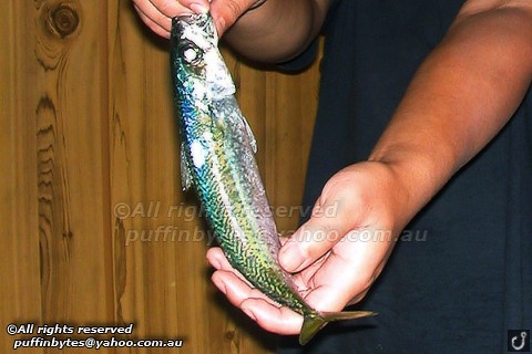 Blue Mackerel - Scomber australasicus