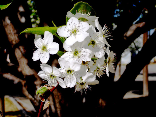 Callery pear blossoms 1 by chasqui01 (on flickr)
