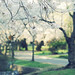 Cherry Blossoms by *Peanut (Lauren)
