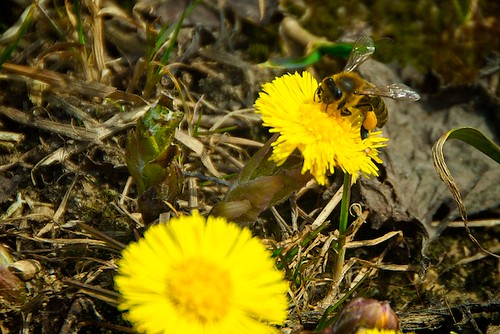 Весенние пчёлы