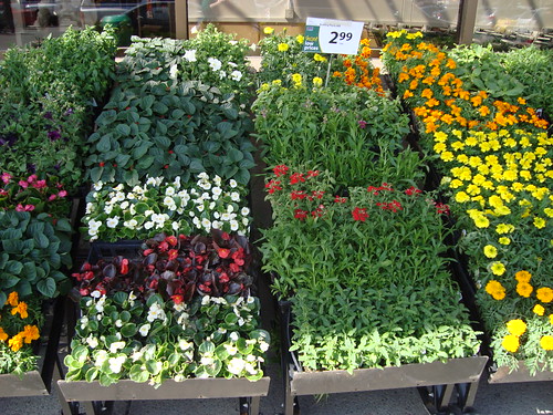 flowers at save on