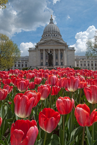 Tulips at the capital