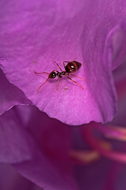 Ant on Petal