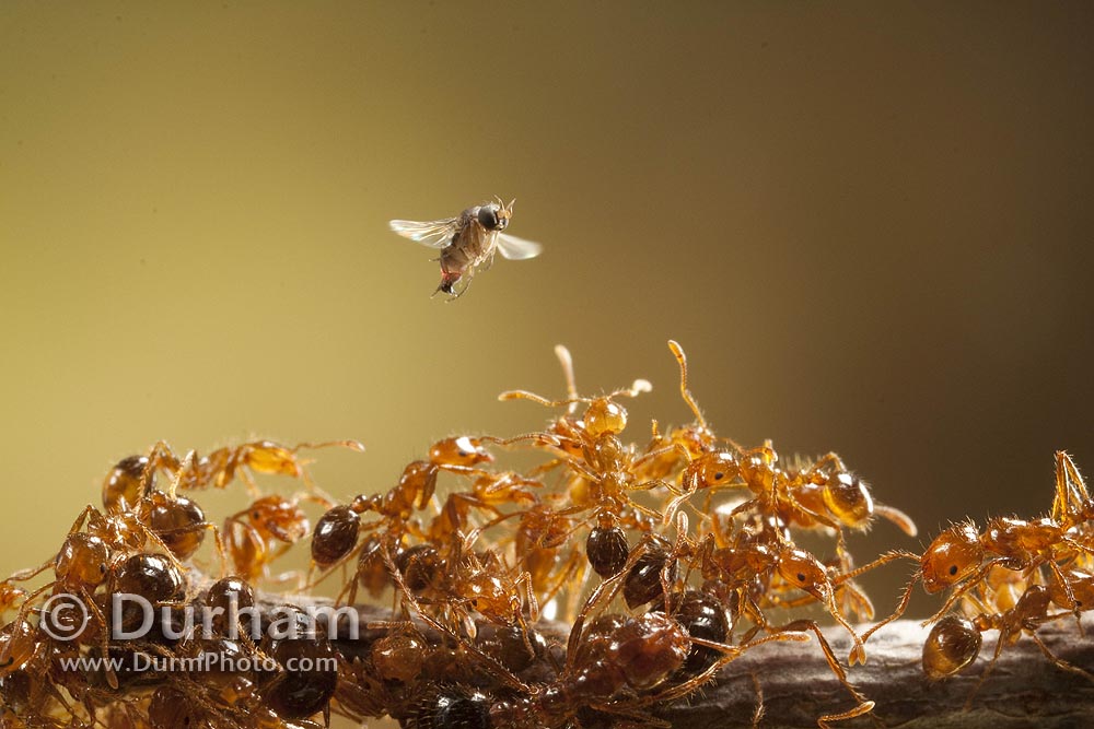 phorid fly and imported red fire ants