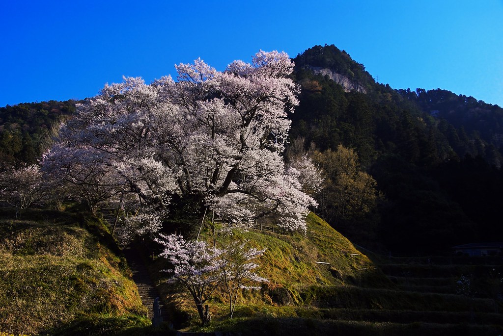 A cherry tree of 900 years old