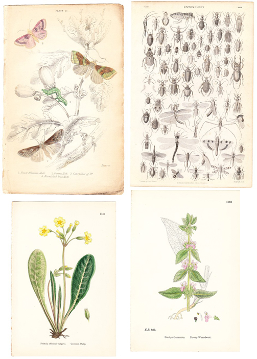 illustrations of birds. Many of the illustrations are