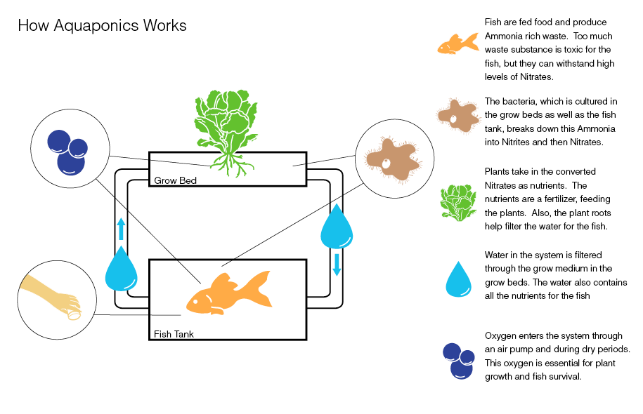 How Aquaponics Works" image © Reynolds Thomas